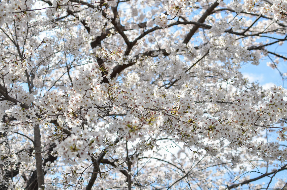 Many of Cherry blossom flower or Sakura or Plum flower on the tree in spring daytime in north of Japan, Sendai-Fukushima area with sunshines Many of Cherry blossom flower or Sakura or Plum flower on the tree in spring daytime in north of Japan, Sendai-Fukushima area with sunshines