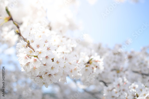 Many of Cherry blossom flower or Sakura or Plum flower on the tree in spring daytime in north of Japan, Sendai-Fukushima area with sunshines © Surakit