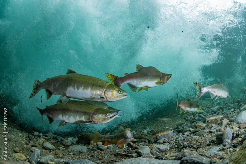 School of Karafuto Trout School of Karafuto Trout