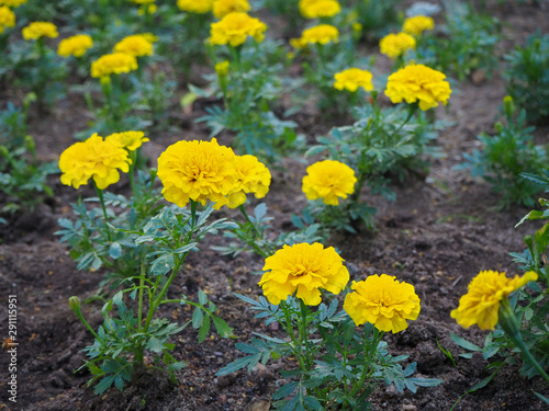 Yellow marigold  Tagetes  flowers on the flowerbed close up