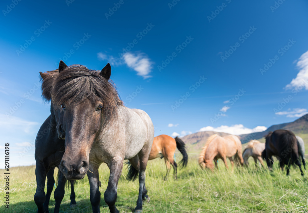 Obraz premium Icelandic horses and beautiful landscape&nbsp;