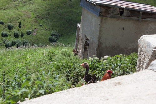 A gopher and a cock and a duck in the mountaun  photo