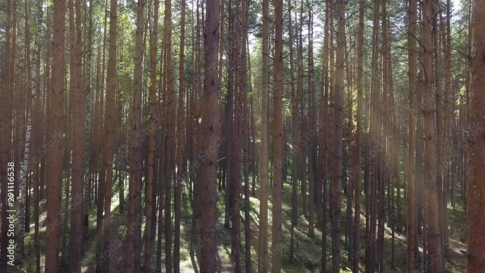 Sun Rays Shine Through Coniferous Pine Forest. Beautiful Autumn Nature. Aerial View Sun Rays Shine Through Coniferous Pine Forest. Beautiful Autumn Nature. Aerial View