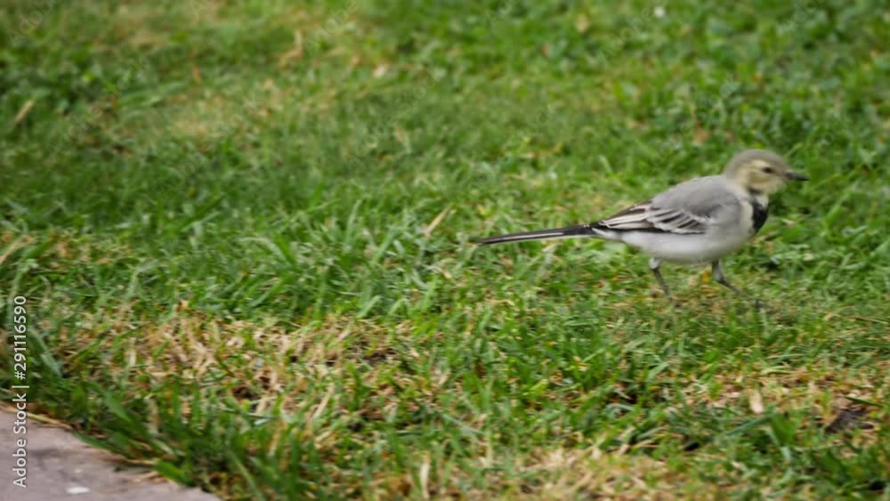 White wagtail -Motacilla alba- on grass White wagtail -Motacilla alba- on grass