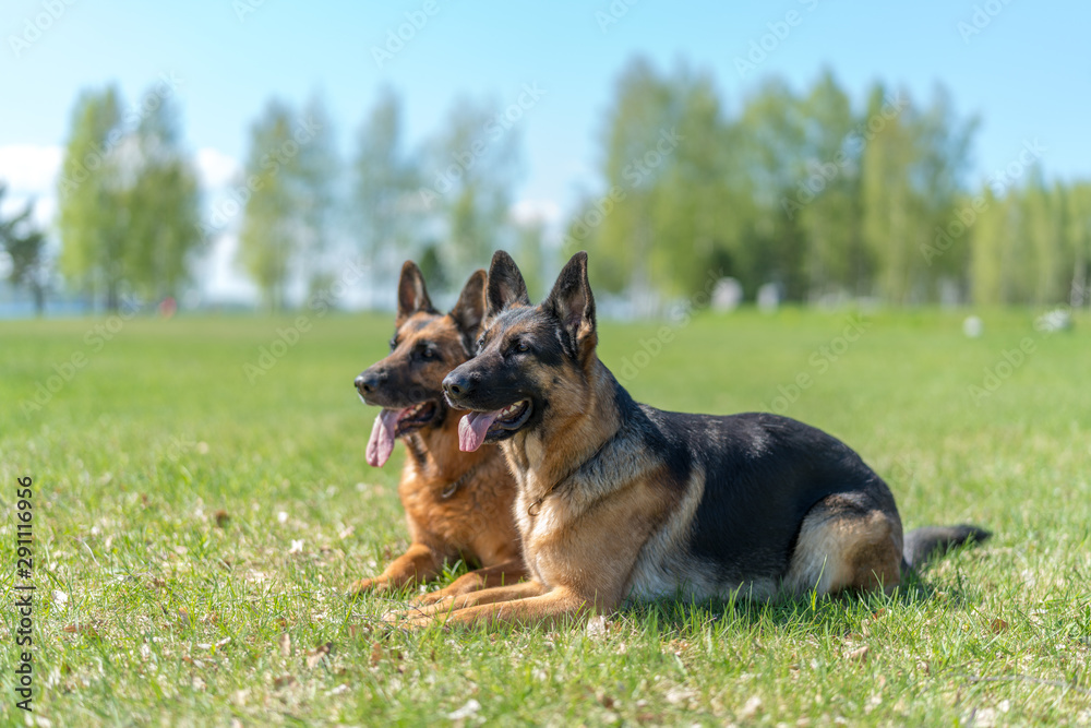 Two Shepard dogs laying on the grass Two Shepard dogs laying on the grass