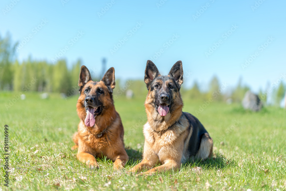 Two Shepard dogs laying on the grass