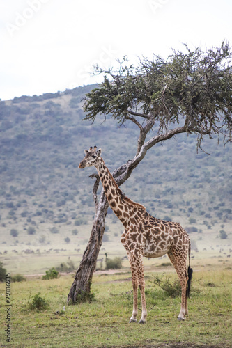 Giraffe near a tree in Africa