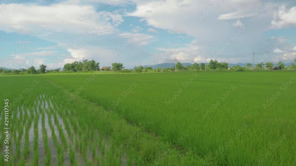 Drone low angle orbit shot, Asian green rice paddy with sky reflection, cloudy sky, blue sky, day light