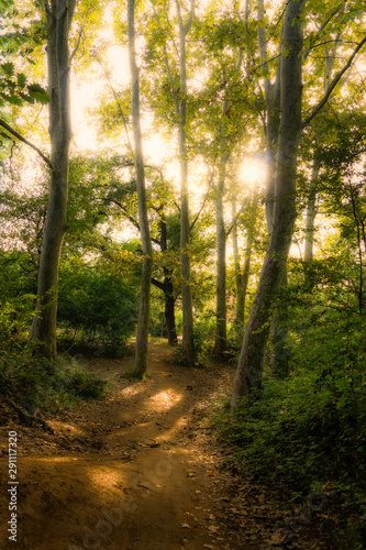 scattered light through trees in forest path