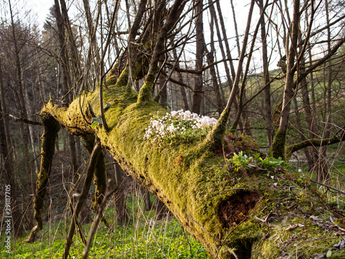 Kwitnący Szczawik zajęczy (Oxalis acetosella L.) w wiosennym lesie