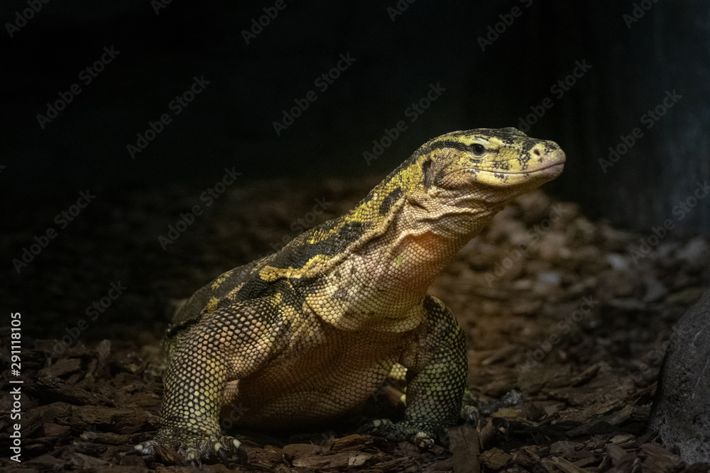 lizard lizard