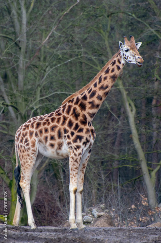 giraffe i