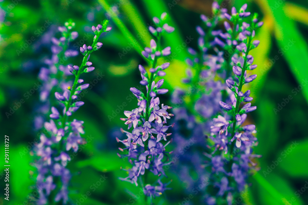 Summer flowering Purple Spiked Speedwell. Field wild flower Veronica close-up on a blurred backdrop. Summer flowering Purple Spiked Speedwell. Field wild flower Veronica close-up on a blurred backdrop.