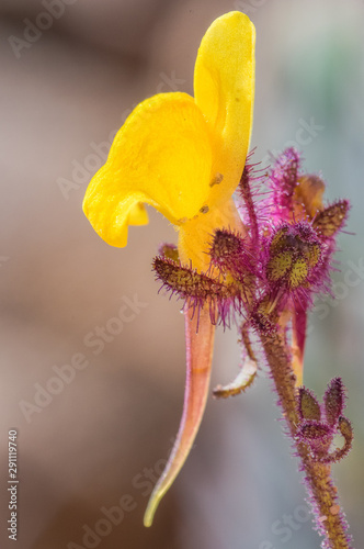 Linaria huteri photo