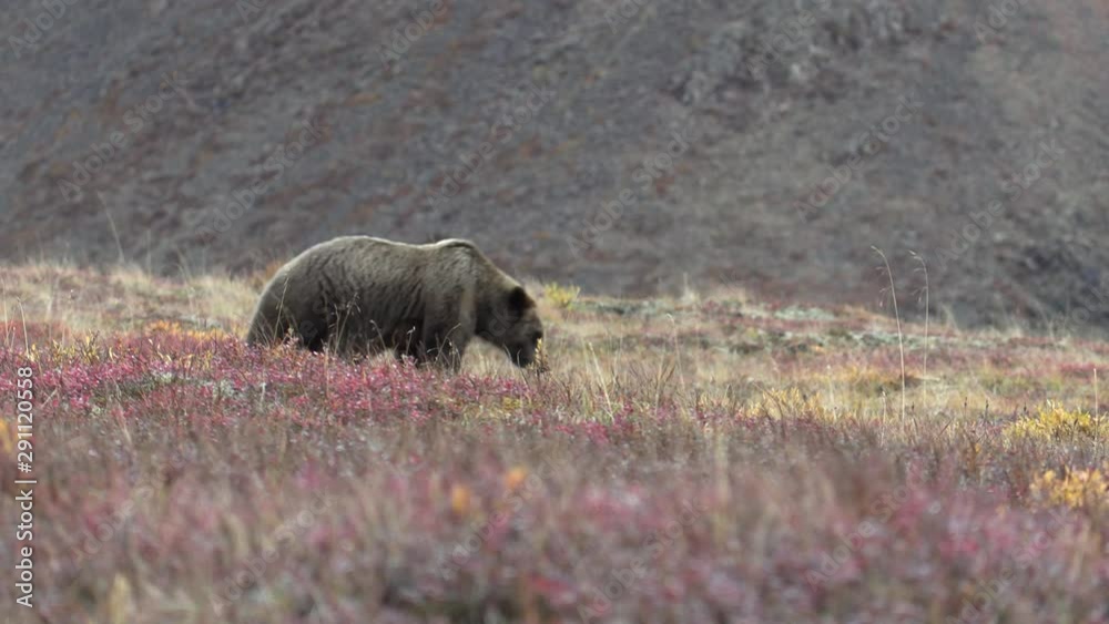 Grizzly Bear in Autumn in Denali National Park Grizzly Bear in Autumn in Denali National Park