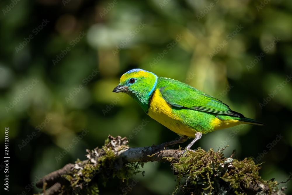 Male golden browed chlorophonia (Chlorophonia callophrys) at San Garerado de Dota, Costa Rica. Male golden browed chlorophonia (Chlorophonia callophrys) at San Garerado de Dota, Costa Rica.