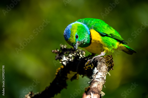 Male golden browed chlorophonia (Chlorophonia callophrys) at San Garerado de Dota, Costa Rica. photo