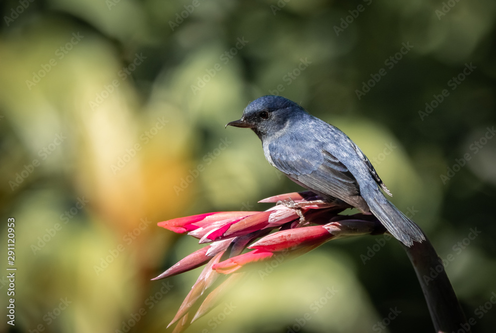 Obraz premium Slaty flowerpiercer, Diglossa plumbea. An endemic passerine bird to the highlands of Costa Rica (San Gerardo de Dota) and Panama (Boquete). 