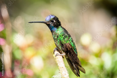 Rivoli's hummingbird male or magnificent hummingbird (Eugenes fulgens) at Boquete, Panama, 