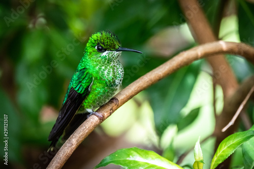 Green-crowned Brilliant (Heliodoxa jacula) or green-fronted brilliant. Male hummingbird at San Gerardo de Dota, Costa Rica. 