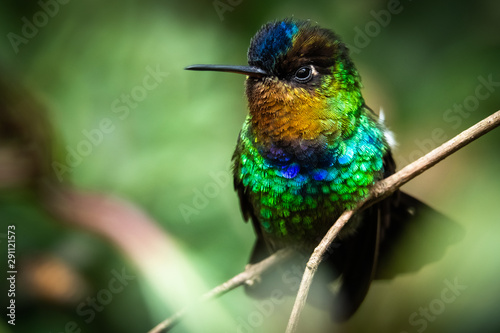 Fiery throated hummingbird, Boquete, Panama. A Small bird found in the high elevation forests of Costa Rica and Panama.  photo