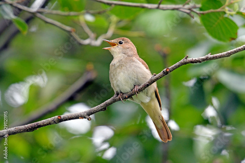 Foto Nachtigall (Luscinia megarhynchos) - nightingale