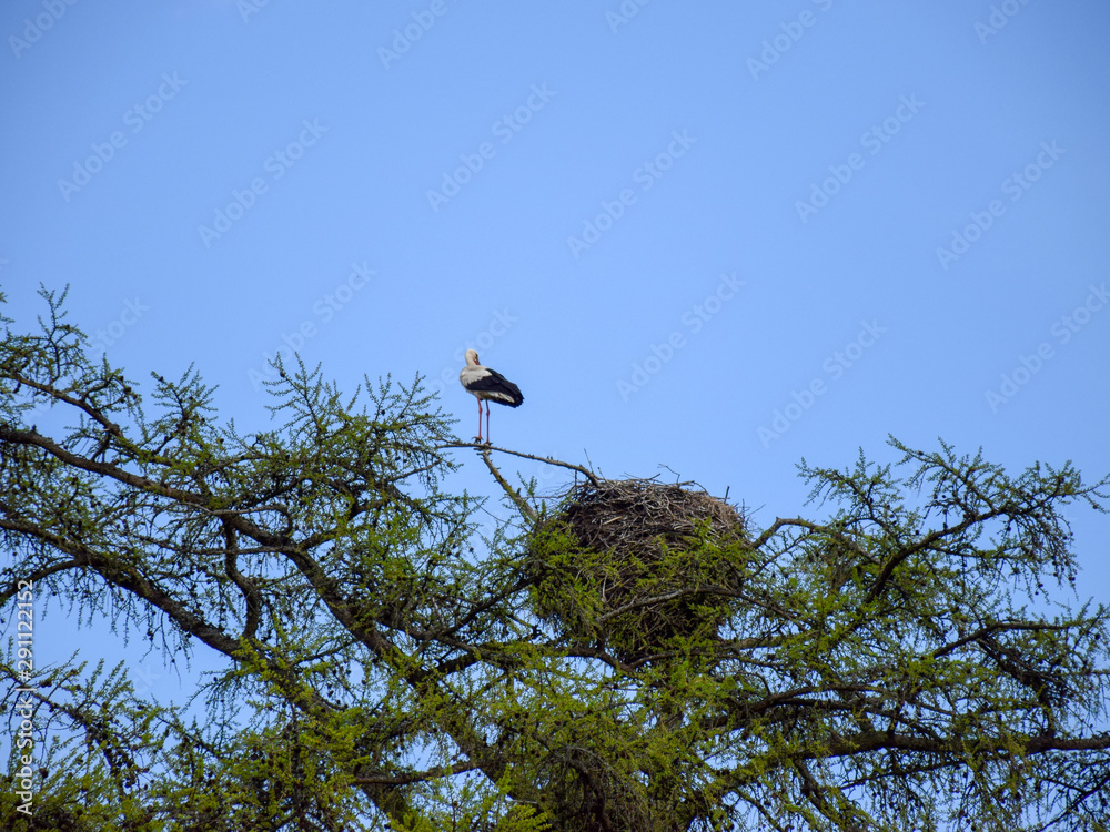 white stork nests and storks, green larch branches against blue spring sky white stork nests and storks, green larch branches against blue spring sky