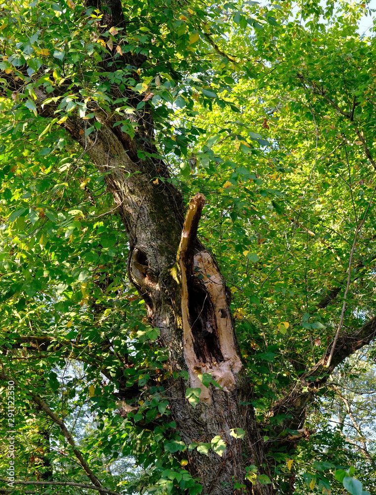 Fototapeta premium An Otherwise Healthy Tree with Lightning Damage
