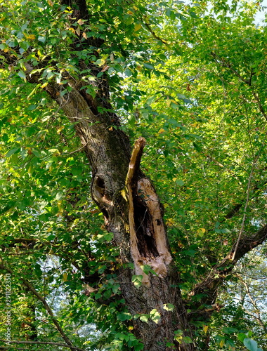 An Otherwise Healthy Tree with Lightning Damage