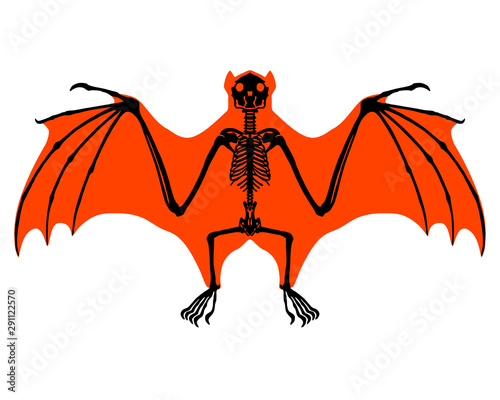 Fledermaus Skelett