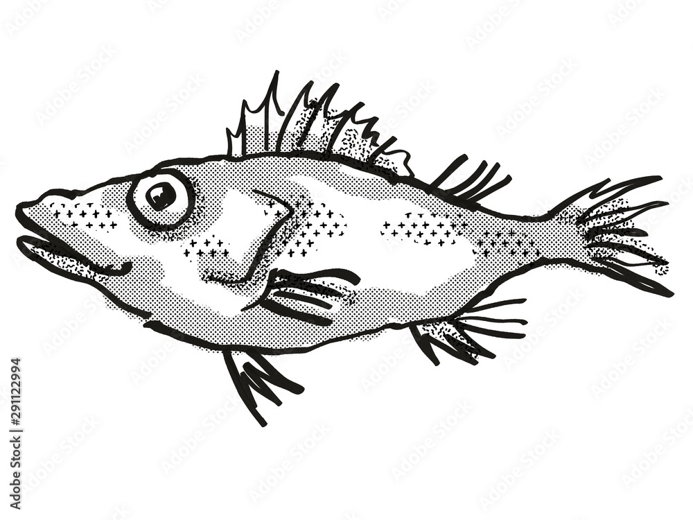 Longsnout No-line Scorpionfish Australian Fish Cartoon Retro Drawing Longsnout No-line Scorpionfish Australian Fish Cartoon Retro Drawing
