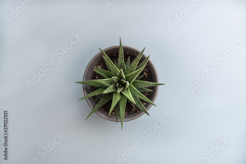 Succulent plant top view, isolated on white background. Echeveria