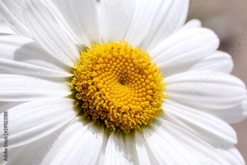 white flower chamomile view from above. golden mean  greeting card