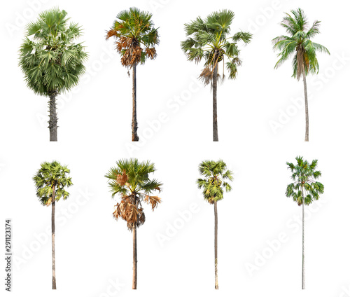 Set of coconut and palm trees isolated on white background for use in architectural design or more. © Aonprom Photo