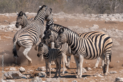 Zebras Fighting in a Herd in Etosha National Park