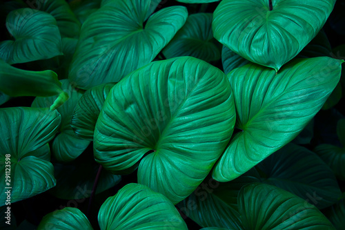 Natural dark leaves with a beautiful background