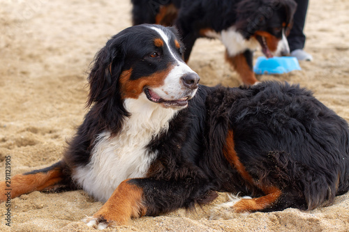 Lovely Bearnesse Bouvier bernesse mountain dog photo