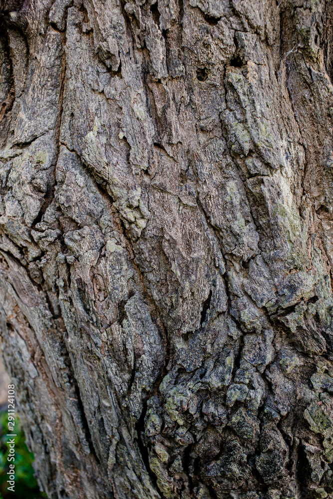 Natural engraved wing shape in bark of tree trunk Natural engraved wing shape in bark of tree trunk