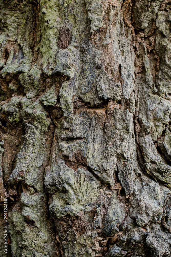 Natural engraved wing shape in bark of tree trunk