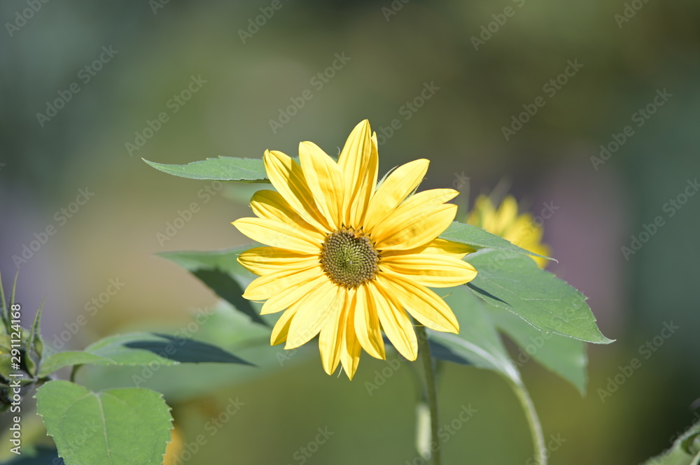 A yellow flower in front of a green background. A yellow flower in front of a green background.