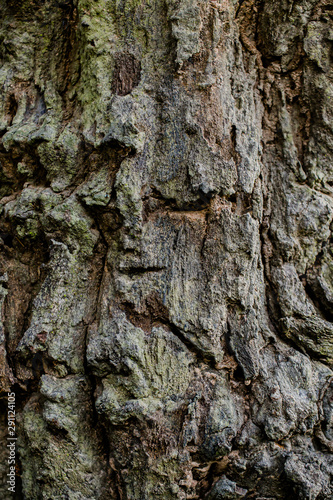 Fototapeta Naklejka Na Ścianę i Meble -  Natural engraved wing shape in bark of tree trunk