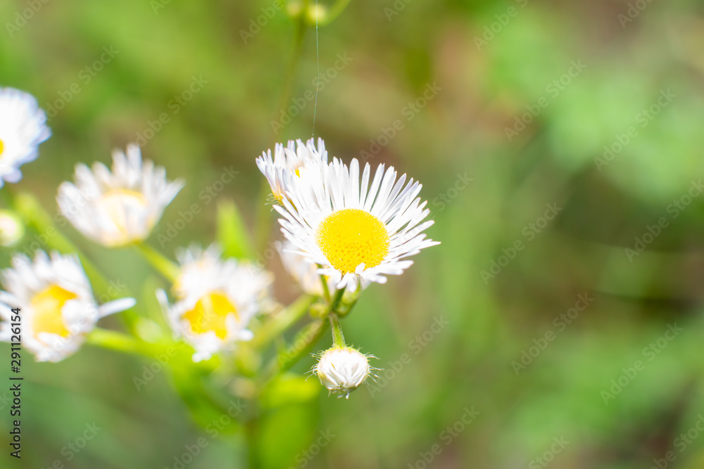 flower, daisy close up in the meadow on autumn day flower, daisy close up in the meadow on autumn day