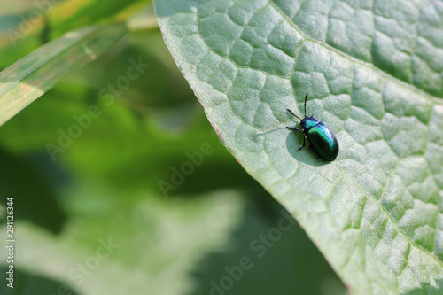 Chafer beetle sitting on a large leaf photo