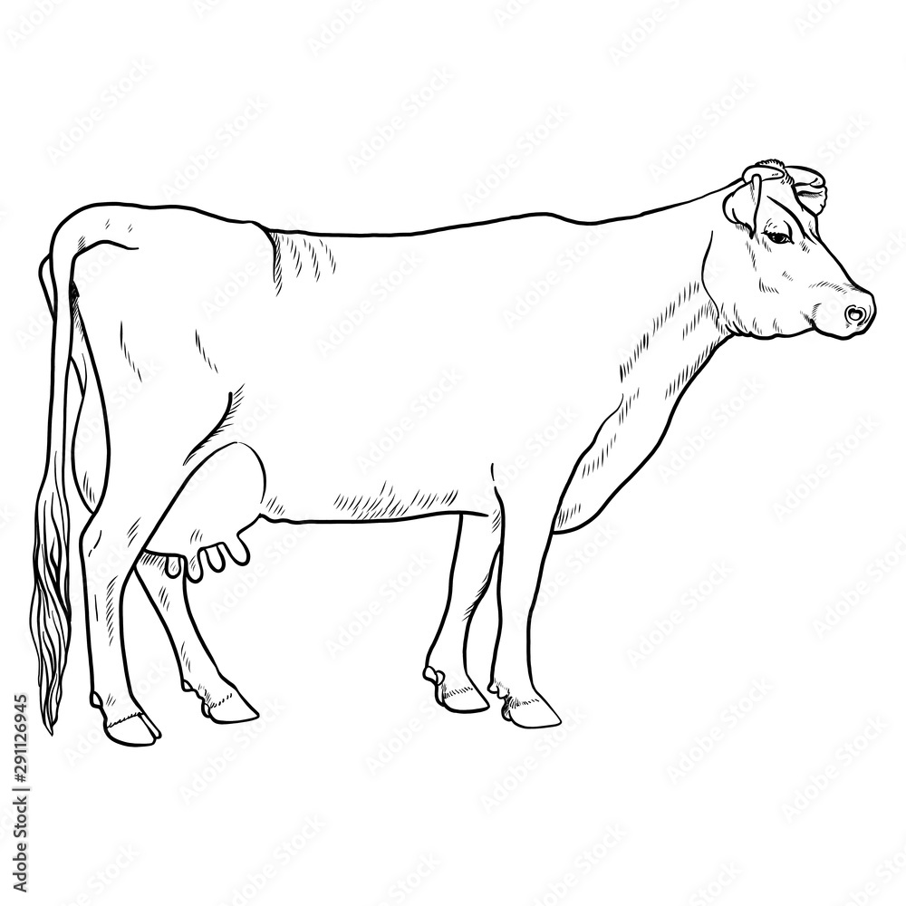 classic illustration of a dairy cow. vector graphics, monochrome ...