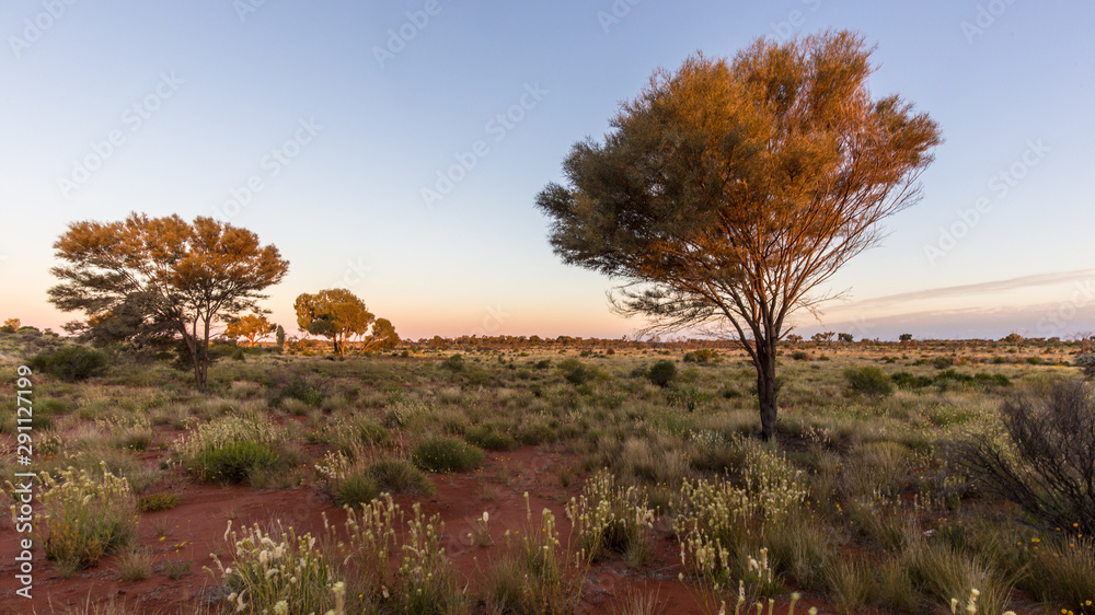 Trees in australian outback at the end of the day