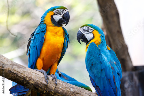 beautiful macaw photo
