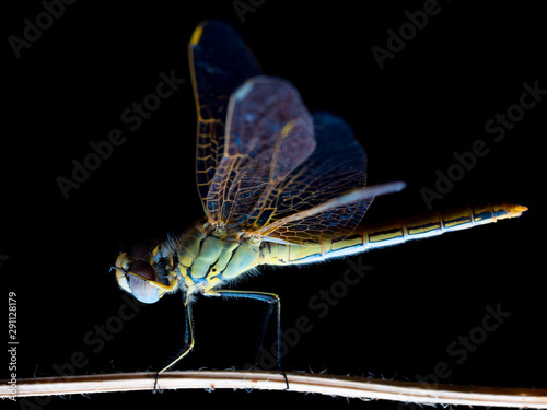 Dragon-fly sleeping on a plant during the night, Aeshna sp