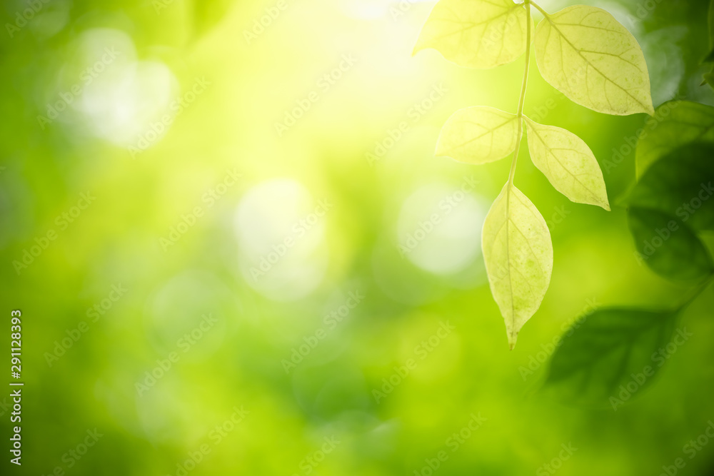 Nature of green leaf in garden at summer. Natural green leaves plants using as spring background cover page greenery environment ecology wallpaper Nature of green leaf in garden at summer. Natural green leaves plants using as spring background cover page greenery environment ecology wallpaper