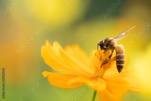 Nature view of flower and bee on blurred greenery background in garden using as background natural wallpaper
