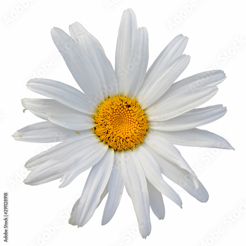 Beautiful white camomile isolated on a white background